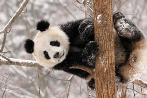 El panda Tian Tian se divierte con la nieve