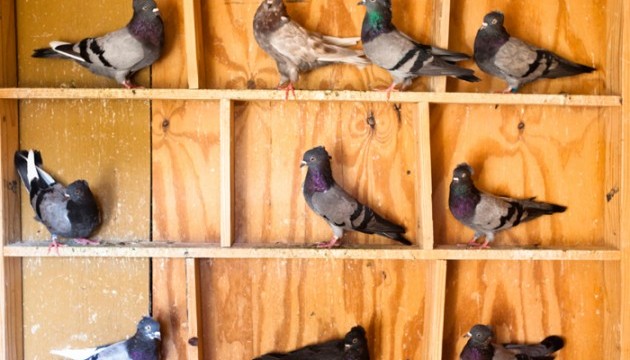 Новий квантовий парадокс, в якому замішані голуби