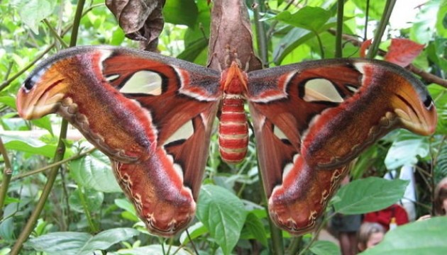 Палеонтологи виявили останки стародавнього комахи - двійника сучасного метелика