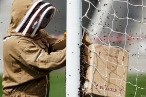 Los futbolistas brasileños se tiran al suelo por las abejas salvajes