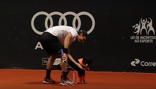 Бездомних собак навчили підносити м'ячі на чемпіонаті з тенісу