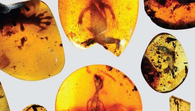 Палеонтологи знайшли у бурштині найдавнішого хамелеона