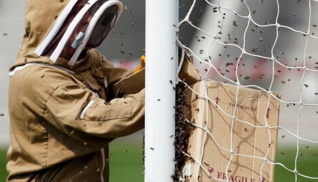 У Бразилії дикі бджоли вклали на землю футболістів і суддю