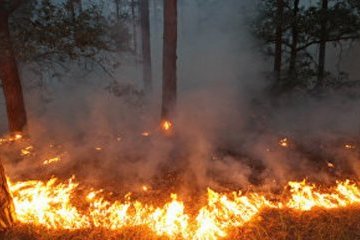 На Херсонщині вигоріло півтора гектари лісу