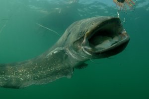 Pescan un siluro gigante en Rivne