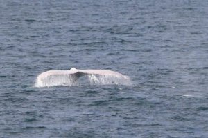 Rare white humpback whale spotted off Australian coast