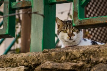 В Днипре бездомных кошек "зачислили" в экосистему города