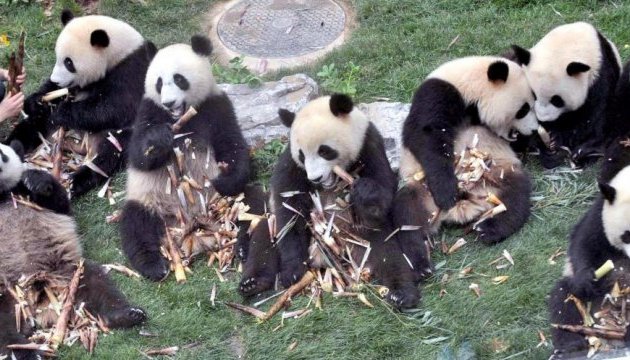 Поднебесная создаст туристический маршрут для фанатов панд