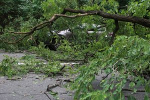 У Києві дерево впало на припаркований автомобіль