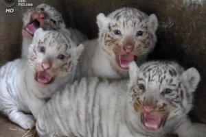 Nachwuchs des weißen Tigers im Safari-Zoo in Berdjansk