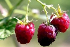 Продаж малини — одна з успішних ніш 2017 року