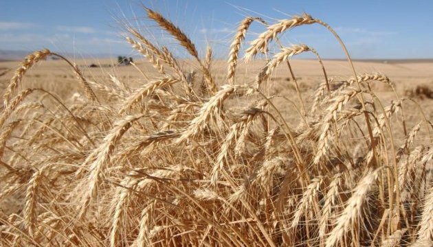 Mykolska: Ucrania está finalizando la demanda contra Rusia sobre productos agrícolas Mykolska: Ucrania está finalizando la demanda contra Rusia sobre productos agrícolas
