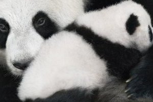 SOS: El fotógrafo británico Tim Flach publica fotos de animales al borde de la extinción