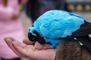 Киевляне возмущены голубыми голубями