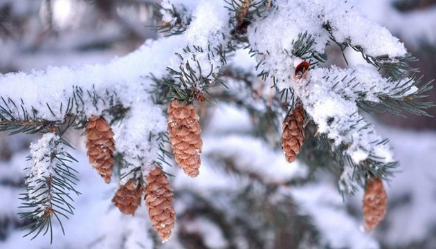 8 січня: народний календар і астровісник 8 січня: народний календар і астровісник