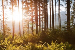 El 21 de marzo el mundo celebra el Día Internacional de los Bosques