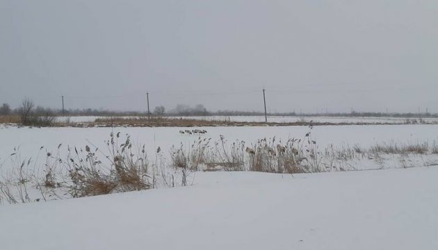 В заснеженную Украину прилетели аисты В заснеженную Украину прилетели аисты