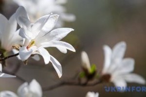 Magnolia ha florecido en Uzhgorod