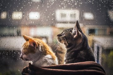 До конца недели будет тепло, но дождливо - синоптик