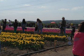 На Буковину съехались тысячи туристов на фестиваль тюльпанов