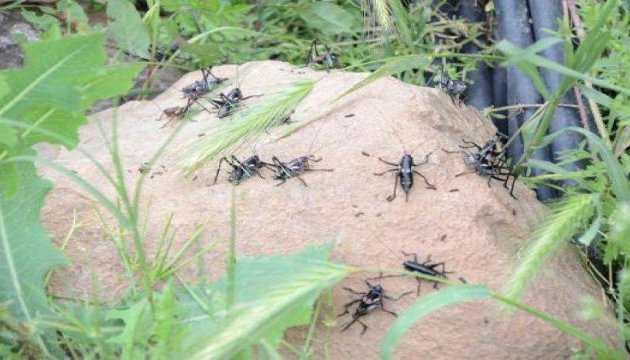 У Туреччині нашестя коників нищить урожай У Туреччині нашестя коників нищить урожай