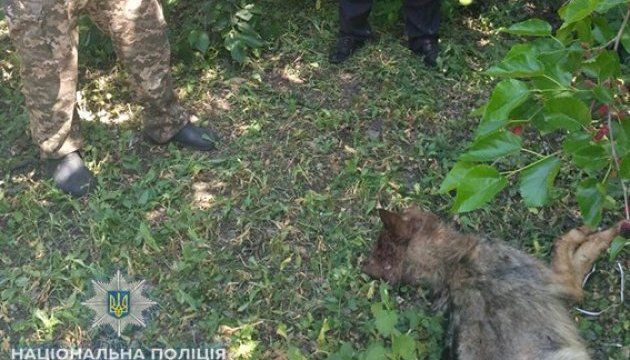 На Миколаївщині скажений вовк забіг у місто і кидався на людей На Миколаївщині скажений вовк забіг у місто і кидався на людей