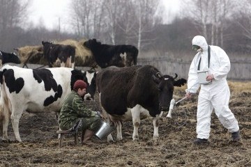 Неоконченная пьеса о Чернобыле как стакан парного молока
