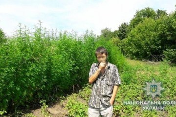 На Київщині поліція знищила плантацію коноплі - понад дві тисячі кущів