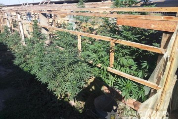 Наркодельцы с бойцовскими собаками обрабатывали плантацию марихуаны