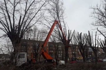 У «Київзеленбуді» пояснили, чому необхідно обрізувати крони дерев