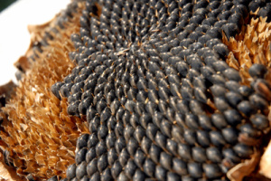 В Україні дешевшає соняшник