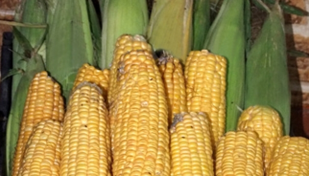 Україна отримала безмитне право на експорт кукурудзи до Кенії