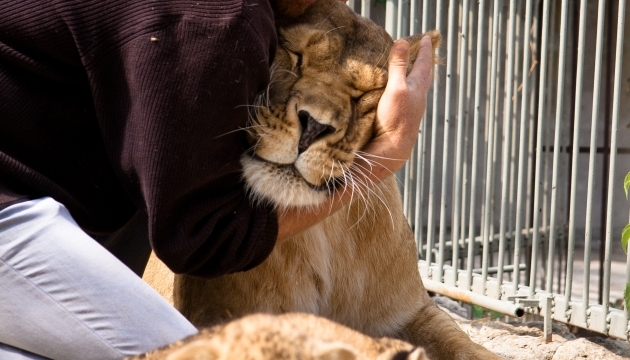 У кримському сафарі-парку 