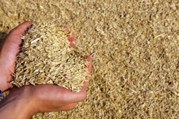 На Винниччине из-за засухи ожидается уменьшение урожая на 10-12%