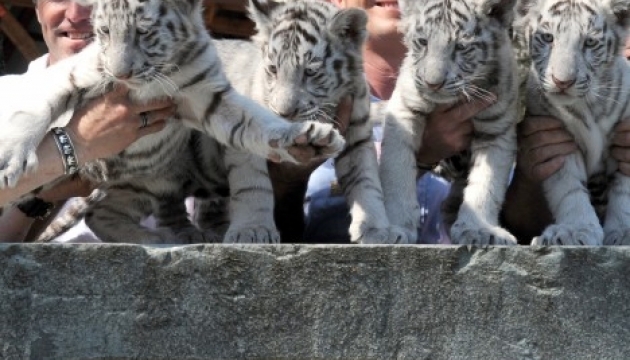 Тигрюля народила чотирьох дитинчат