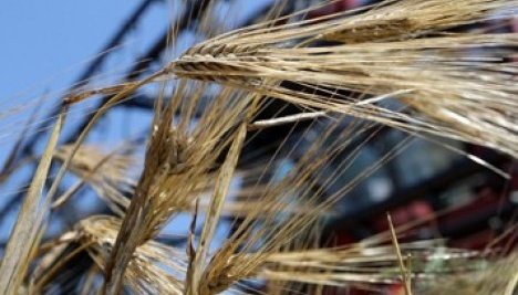Ukrainian farmers gathered 1.4M tonnes of grain of new harvest  
