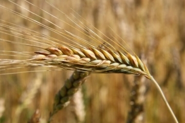 Auch Bulgarien kann Einfuhr ukrainischen Getreides stoppen