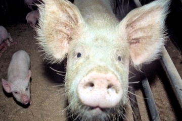 Cherson: Russen wohnten in Schweinestall mit Schweinen