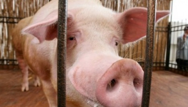 Кабан-віщун Фунтик зробив свій останній прогноз