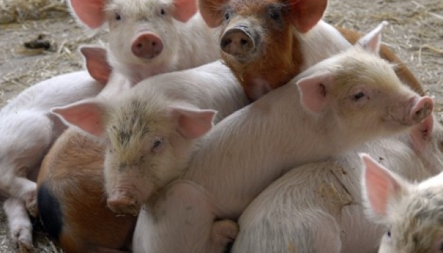 Україна за сім місяців на експорті свинини одержала $8,3 мільйона