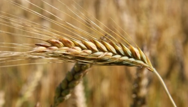 Auch Bulgarien kann Einfuhr ukrainischen Getreides stoppen