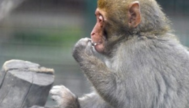 Відвідувачів німецького зоопарку евакуювали через втечу мавпи