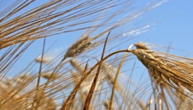 Ministry of Agrarian Policy: Grain yield this year will drop by no more than 5%