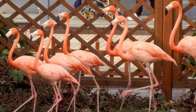 Des flamants roses sont de retour dans la région de Kherson