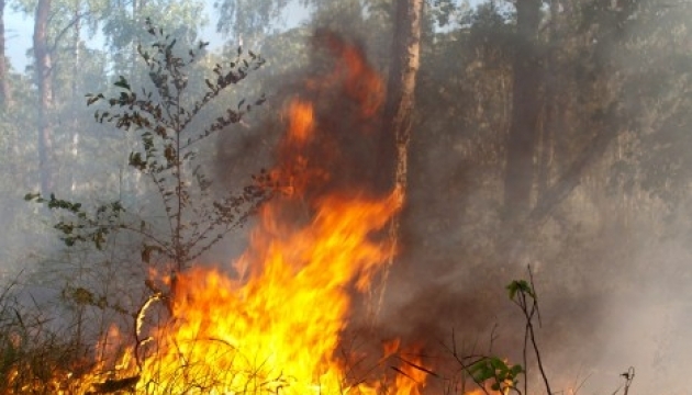 Сильна пожежа палає в Ялтинському гірсько-лісовому природному заповіднику