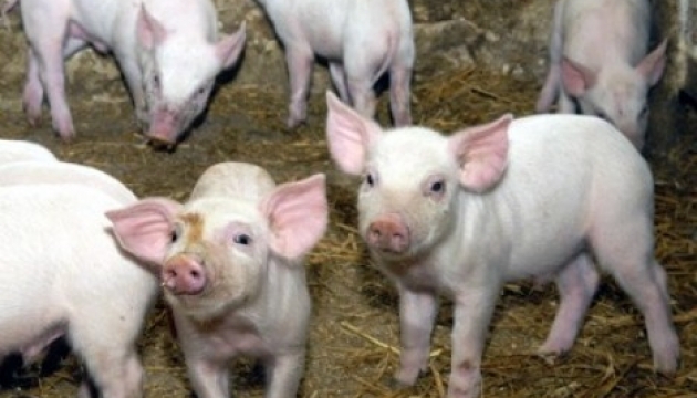 ООН рекомендує не годувати свиней відходами, щоб вберегти від чуми