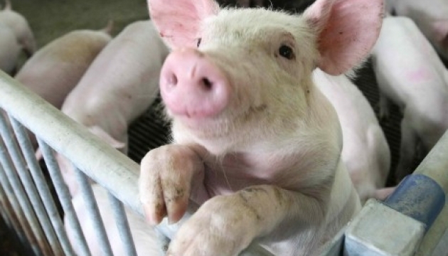 Молдова заборонила імпорт свинини з України через чуму 