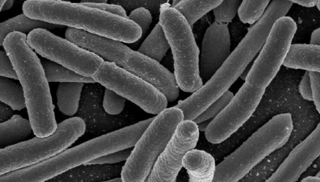 У світі збільшується кількість бактерій, стійких проти антибіотиків