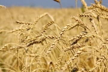 Ukrainian farmers already gathered 36M tonnes of grain - Economy Ministry 