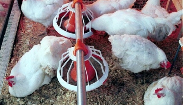 Ucrania aumenta las exportaciones de carne de aves de corral un 38% en el primer trimestre